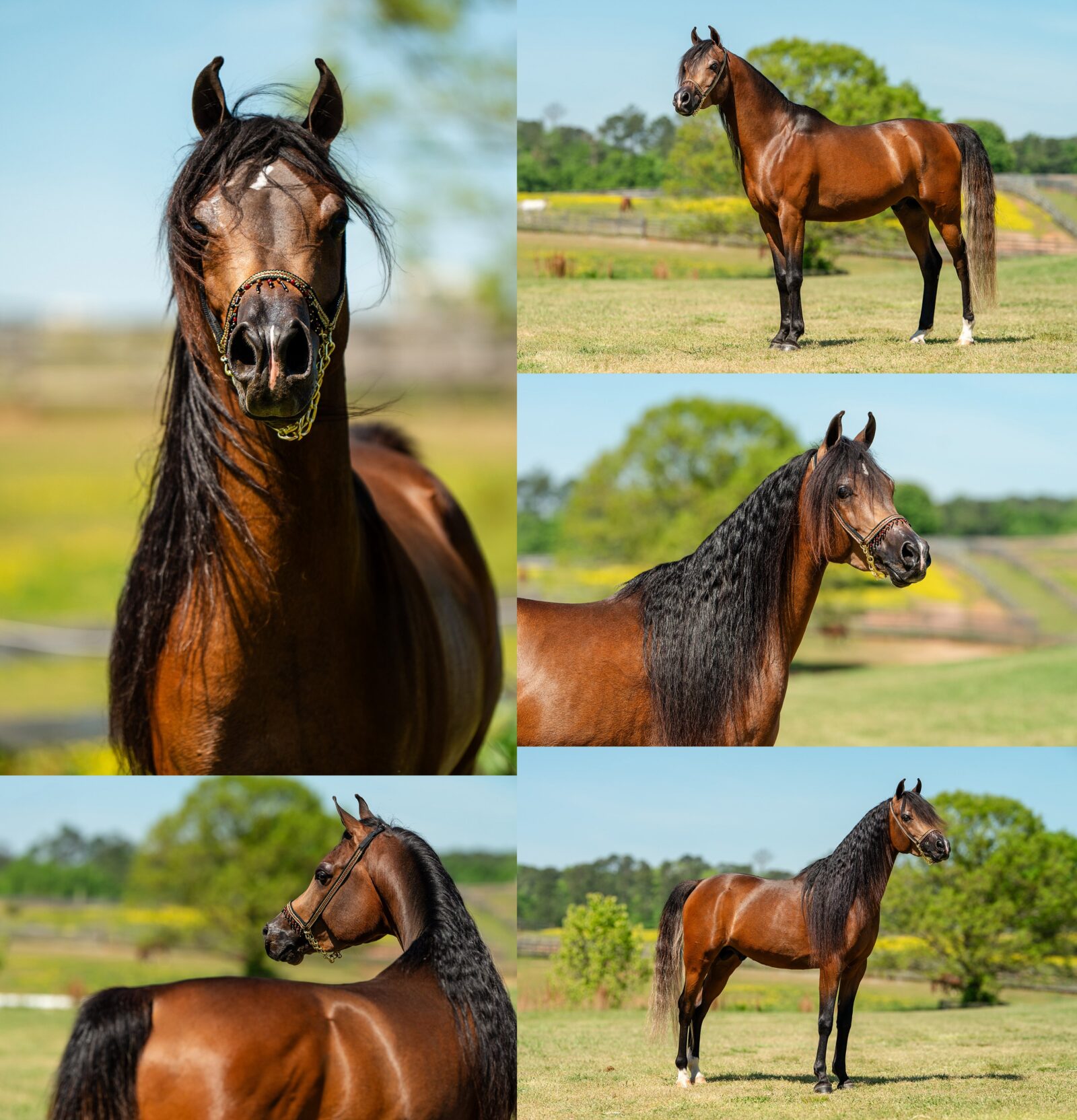 Magic, a young Arabian stallion owned by Solara Arabians, standing for a professional portrait at Talaria Farm in Newnan, Georgia.