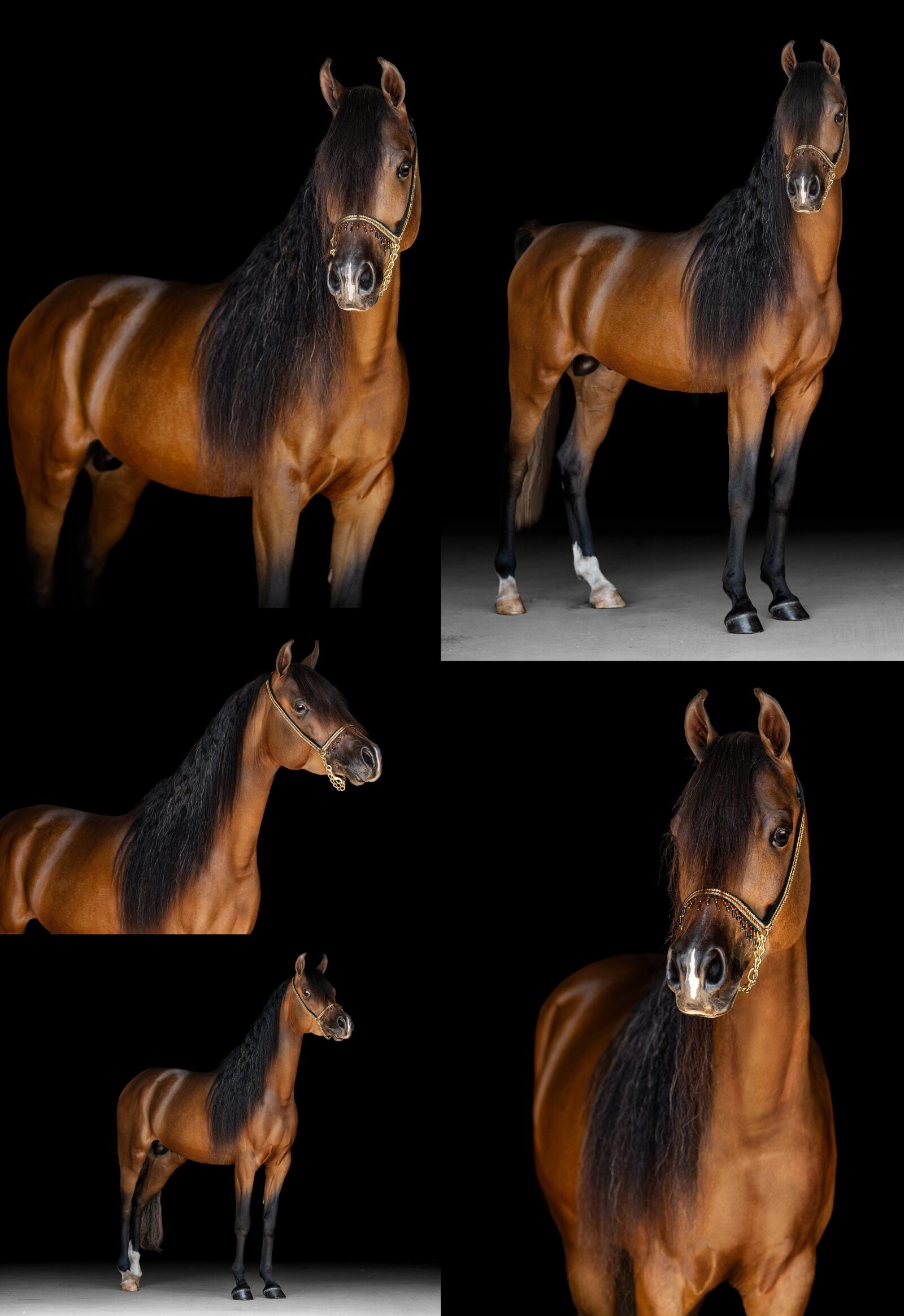 Close-up portrait of Magic the Arabian stallion showing his star, snip, and expressive eyes.