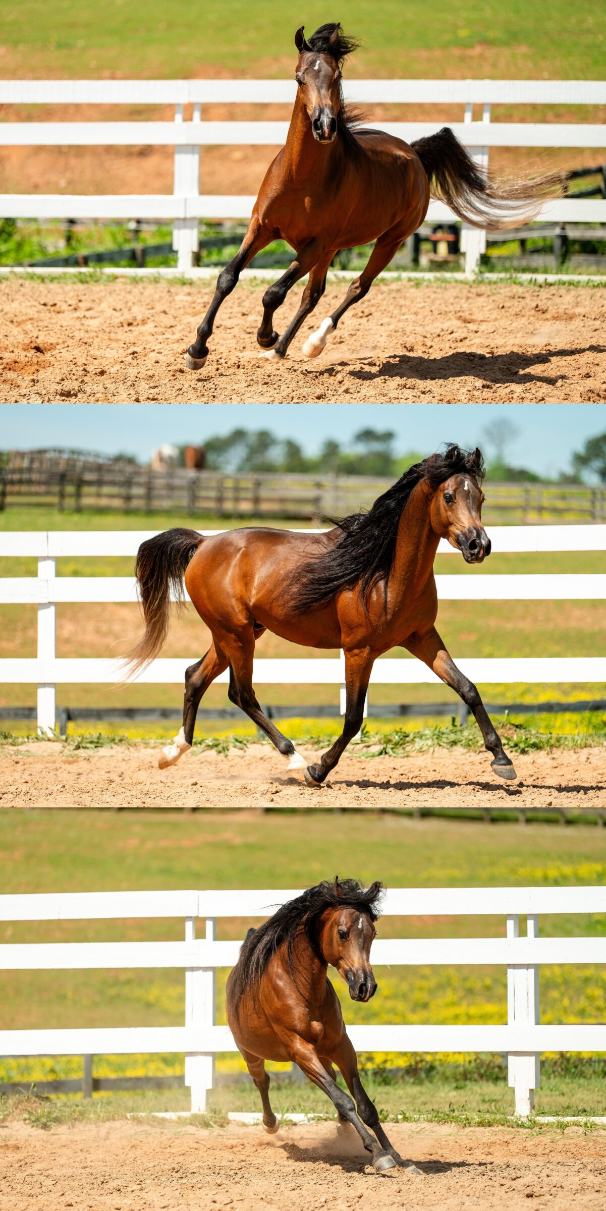 Young Arabian stallion photographed on the grounds of Talaria Farm in Newnan, Georgia.