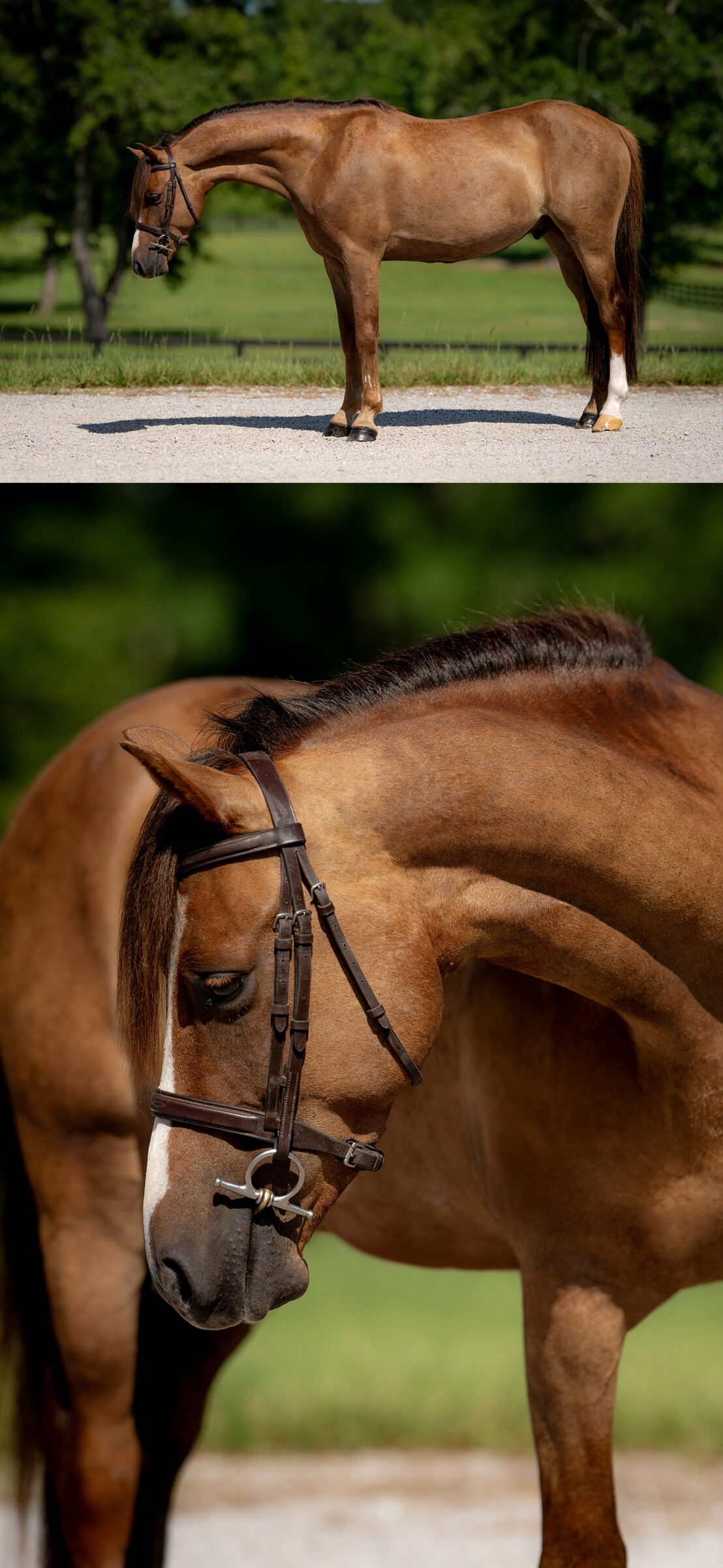 Sport pony standing for a professional conformation photograph at AR Farms in Alabama.