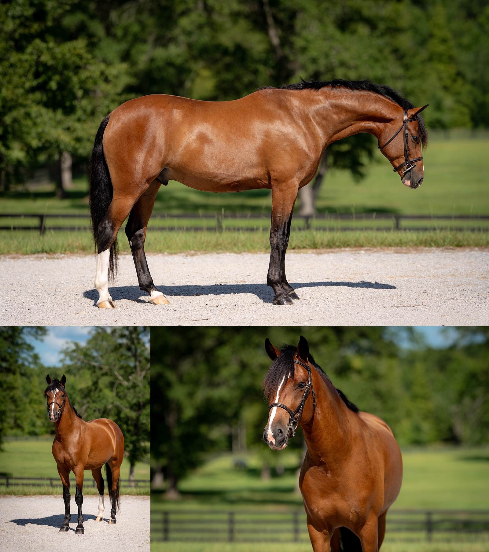 Sport pony photography session for sales and marketing.