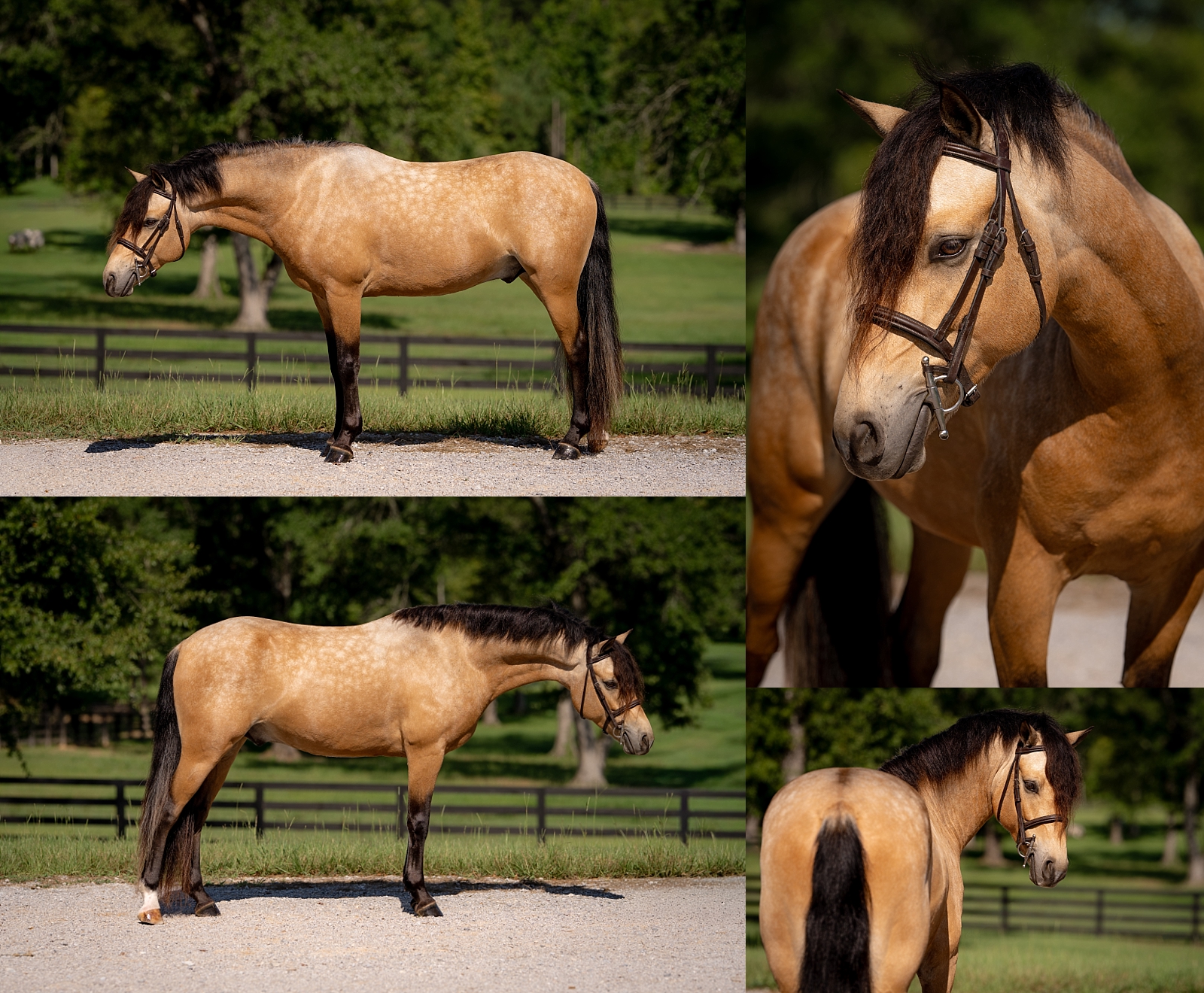 Sport pony photography session for sales and marketing.