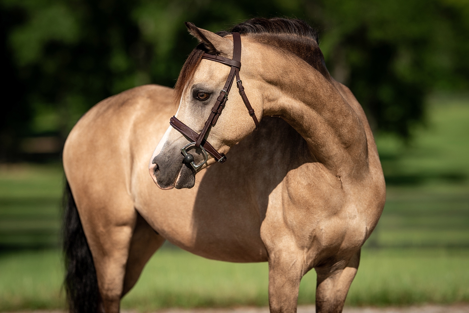 Sport pony photography session for sales and marketing.