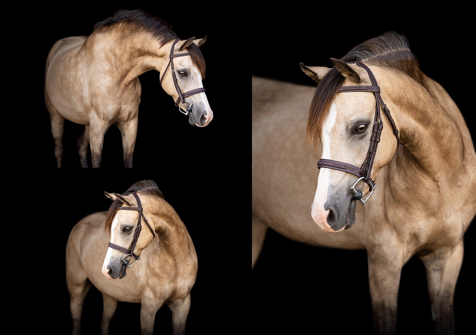 Fine art portrait of a sport pony photographed during a professional session at AR Farms.