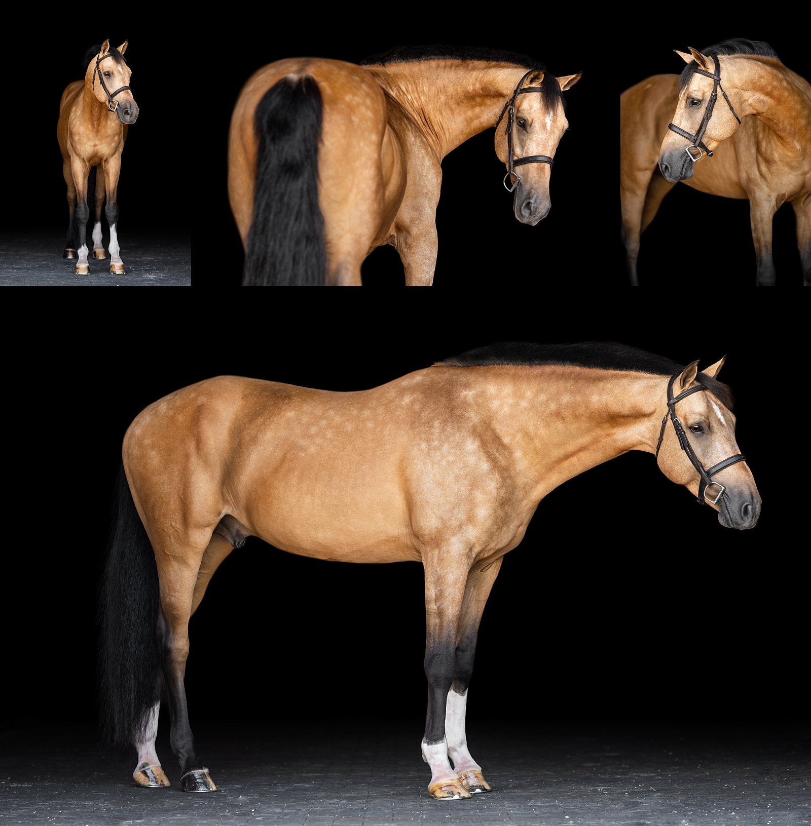 Buckskin warmblood sport horse with dapples